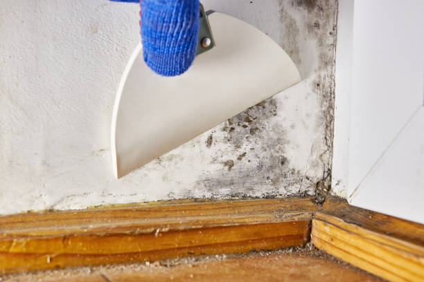 Best Indoor Air Quality Assessment  in Maria Stein, OH