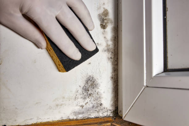 Best Air Quality Testing for Mold Spores  in Maria Stein, OH